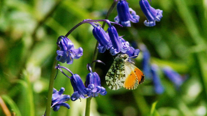 Orange-tip butterfly on bluebell