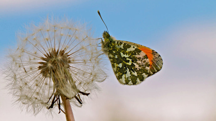 Orange-tip butterfly on dandelion