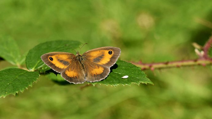 Gatekeeper butterfly on leaf