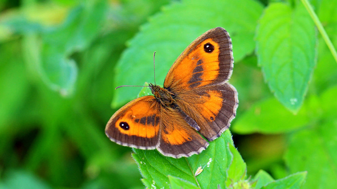 Gatekeeper male on leaf