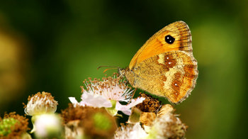Gatekeeper underwing