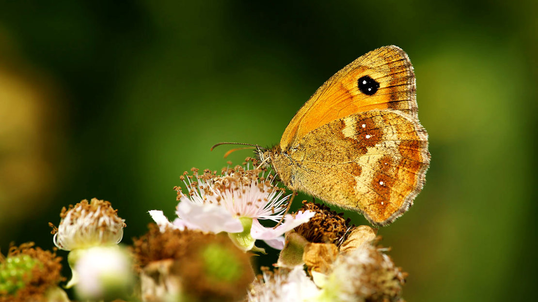 Gatekeeper underwing
