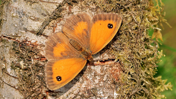 Gatekeeper butterfly basking on tree stump close-up