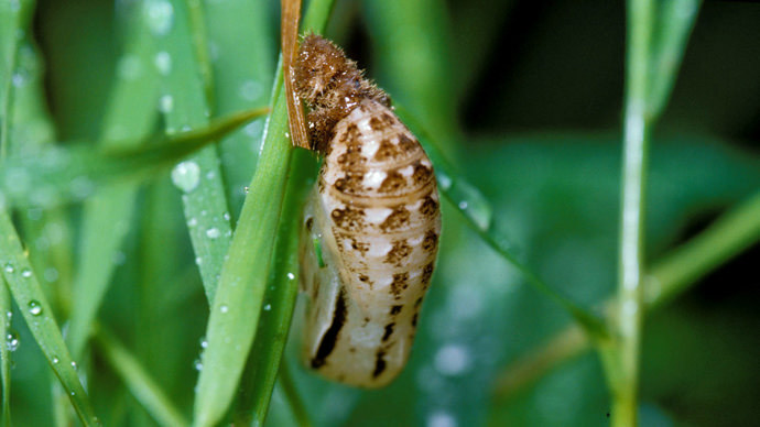 Gatekeeper butterfly pupa close up