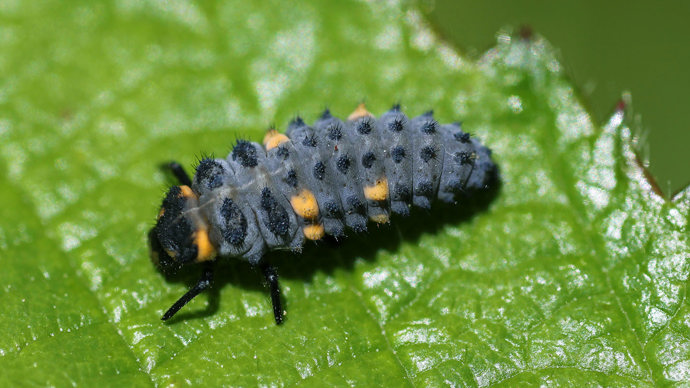 7-spot ladybird larvae