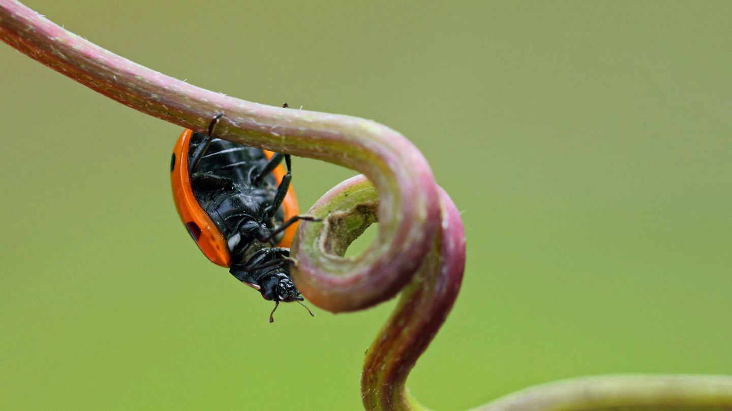 7 spot ladybird coccinella septempunctata woodland trust