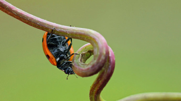 7-spot ladybird underside