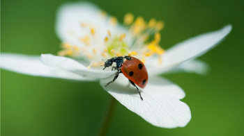 7-spot ladybird on wood anemone