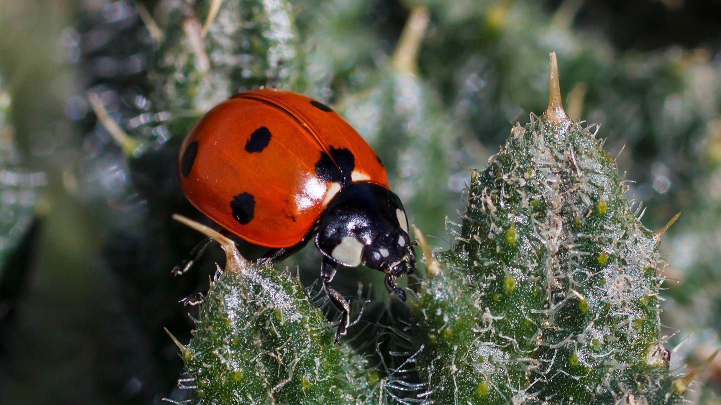 7-spot-ladybird-coccinella-septempunctata-woodland-trust