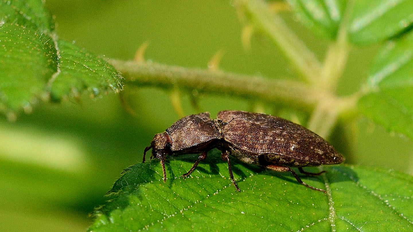 death watch beetle