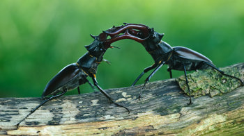 Stag beetles fighting 