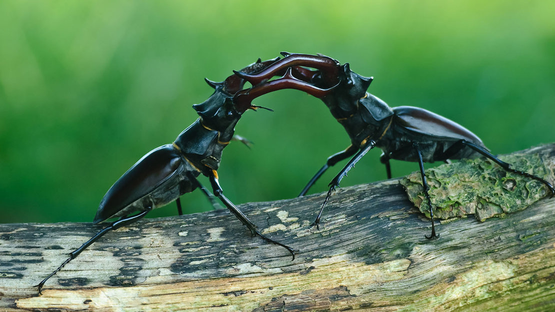 Stag beetles fighting