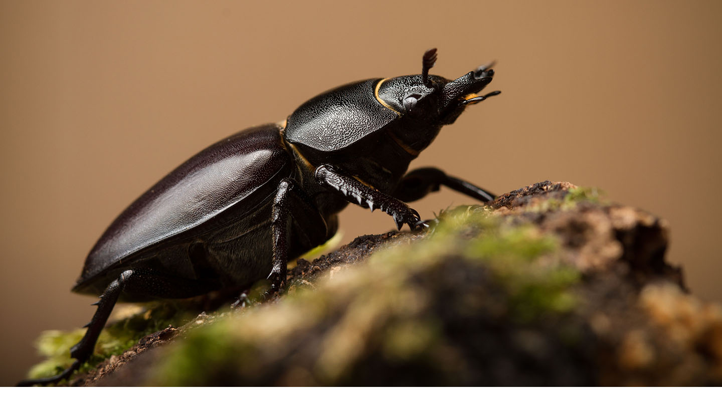 Stag Beetle (Lucanus cervus) - British Beetles - Woodland Trust