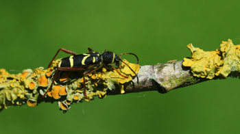 Wasp beetle on a branch