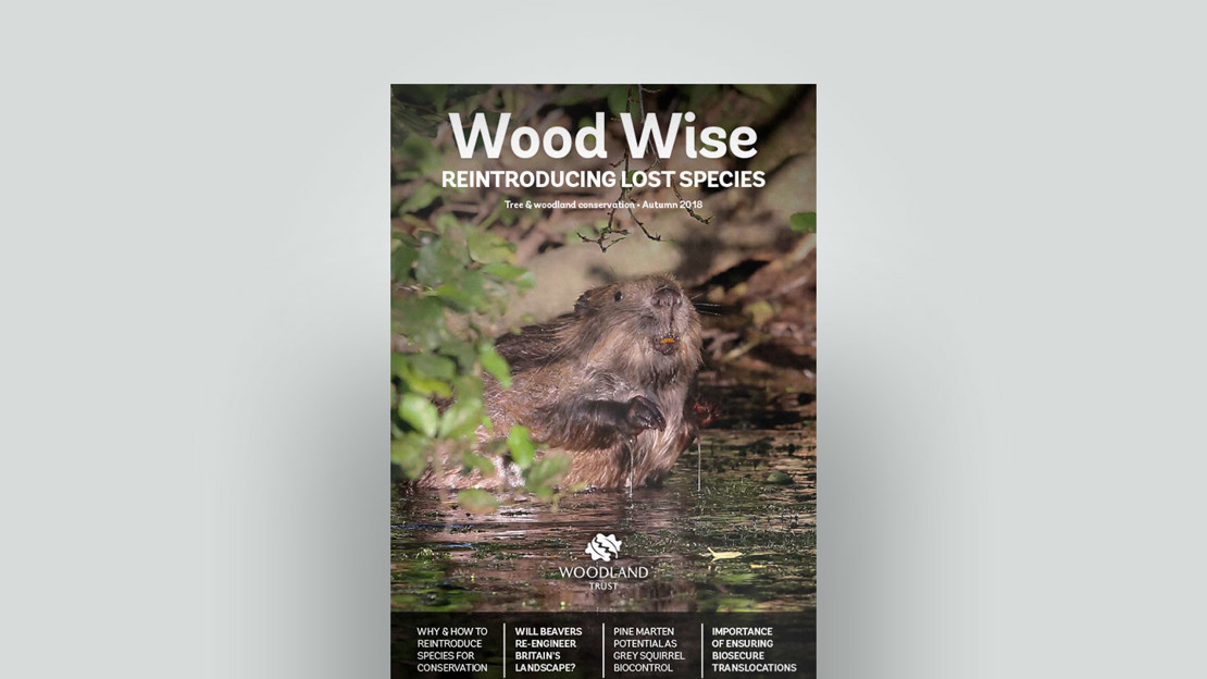 Cover of Wood Wise Autumn 2018 - reintroducing lost species Cover of Wood Wise Autumn 2018 - reintroducing lost species