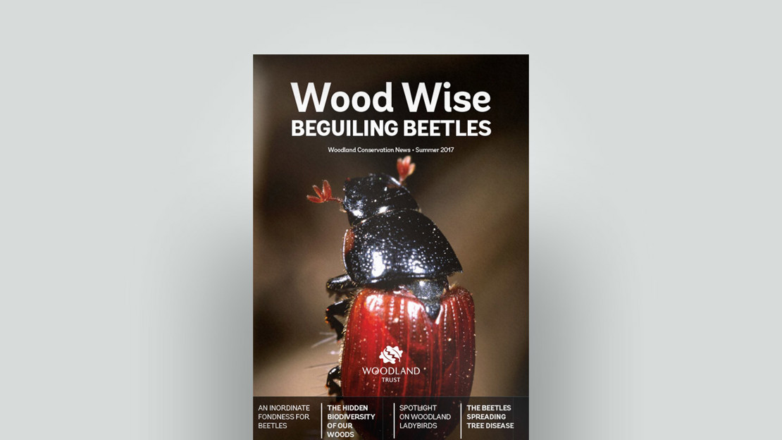 Cover of Wood Wise Summer 2017 - beguiling beetles