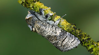 Goat moth on lichen-covered twig