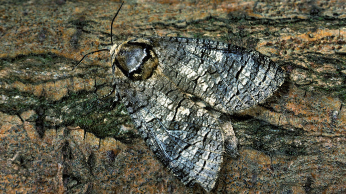Goat moth close up