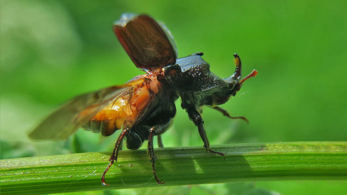 Rhinoceros beetle opening wings on a breen stem