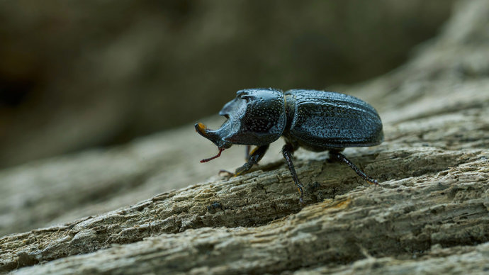 Rhinoceros beetle side profile on tree bark