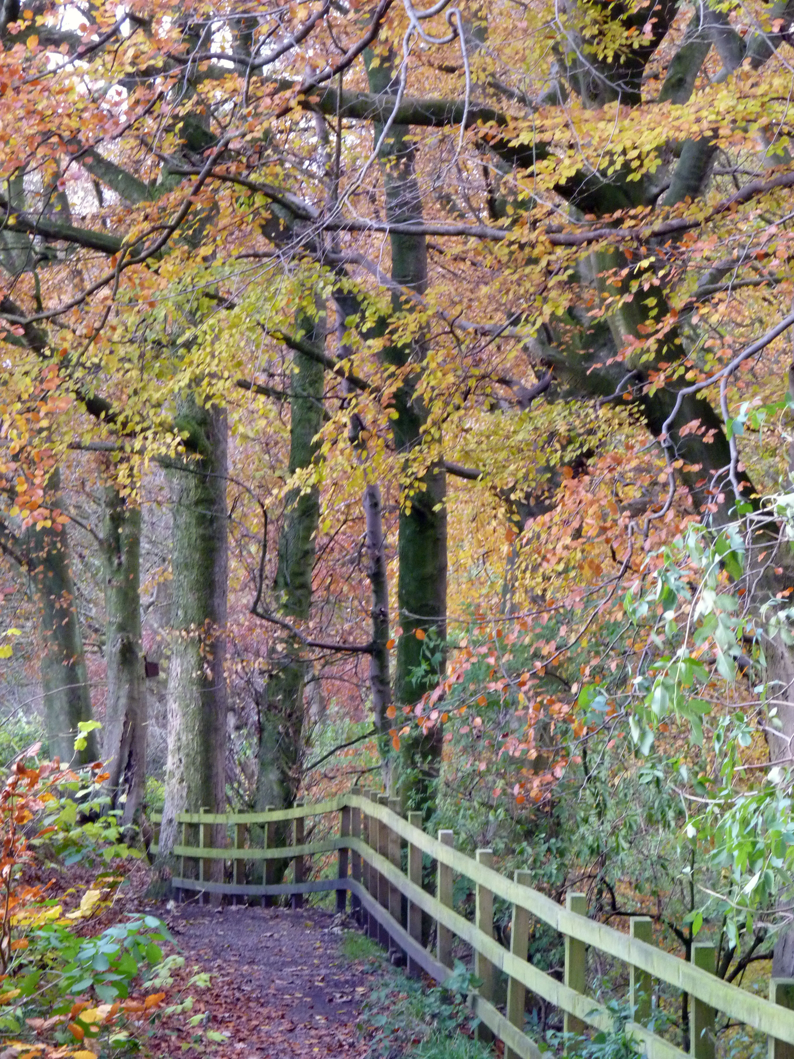 Greenway Bank Country Park - Woodland Trust