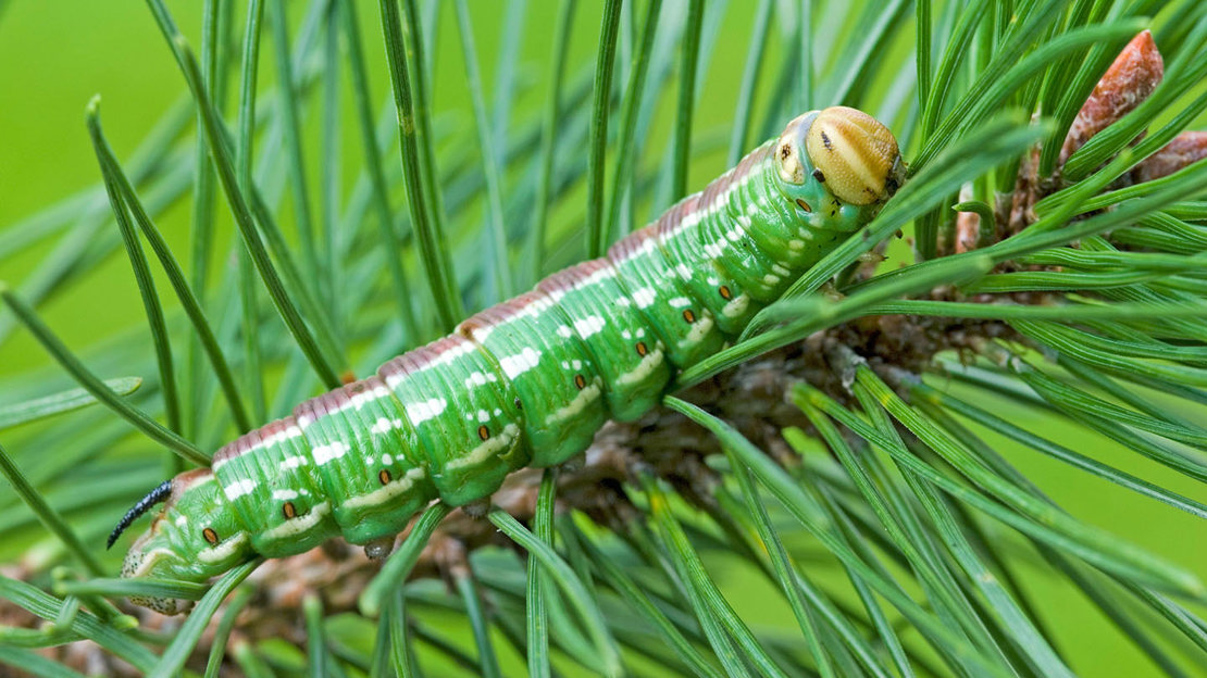Pine hawk-moth caterpillar
