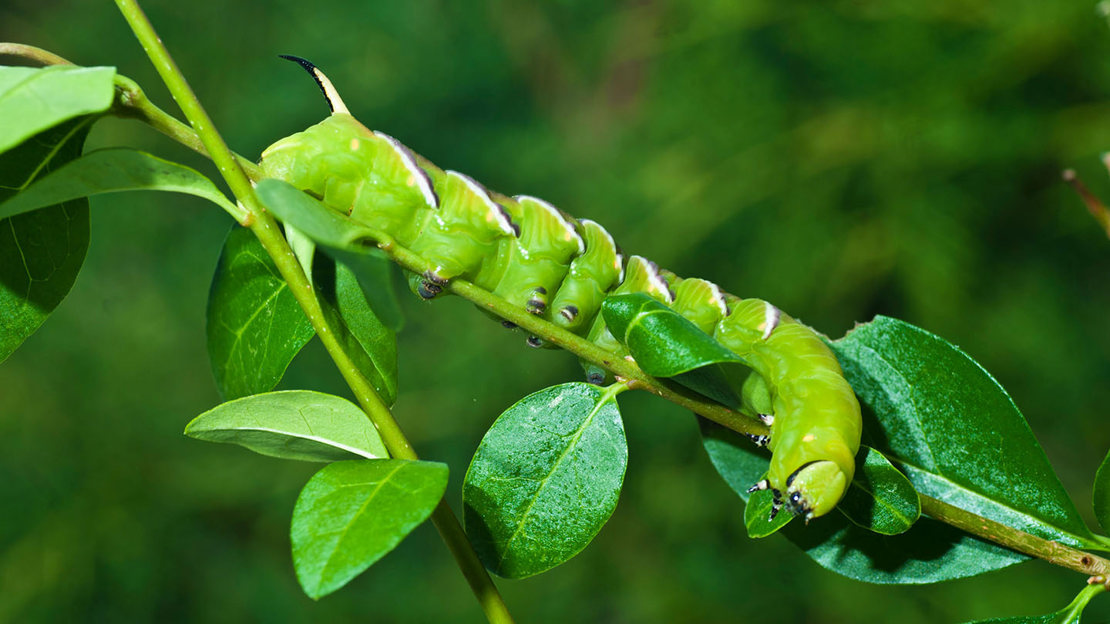 Privet hawk-moth caterpillar