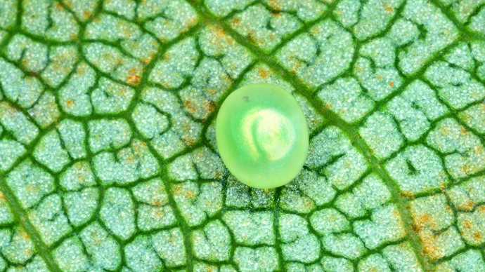 Poplar hawk-moth egg on leaf