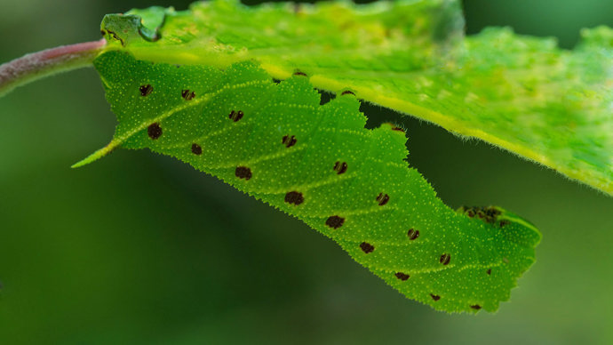 Poplar hawk-moth caterpillar on leaf