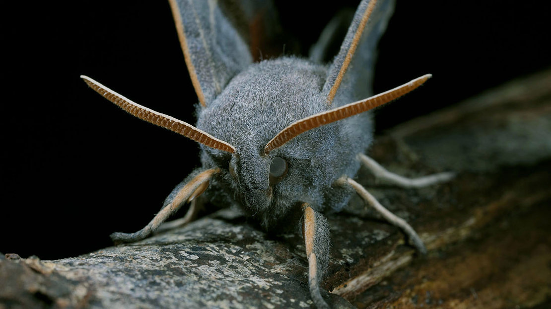Poplar hawk-moth close-up