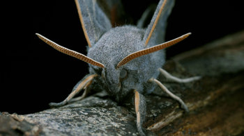 Poplar hawk-moth close-up Poplar hawk-moth close-up