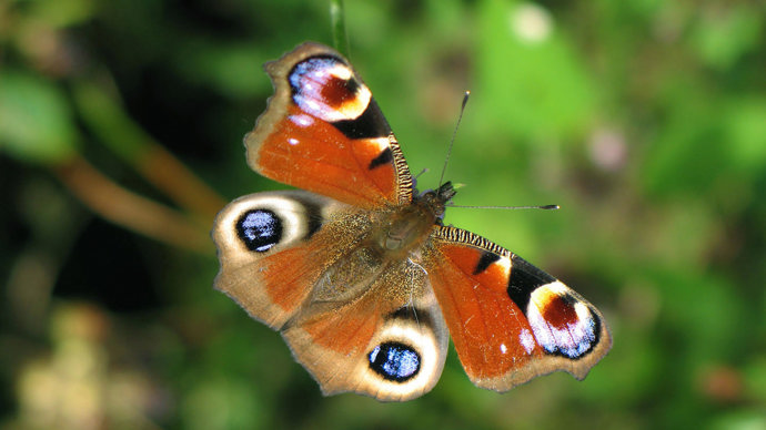 Peacock butterfly overwing with strong depth of field