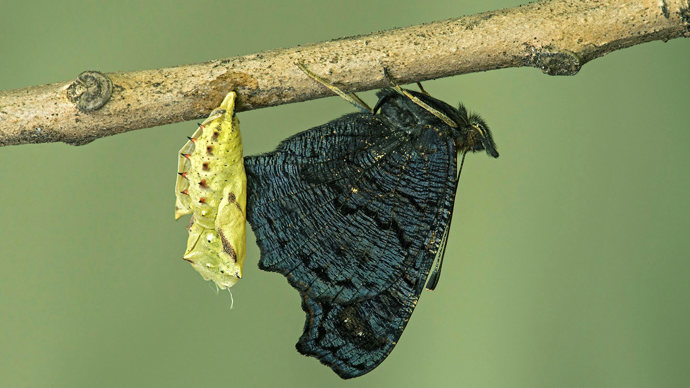Peacock butterfly freshly hatched