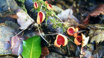 Scarlet elf cup multiple on tree 