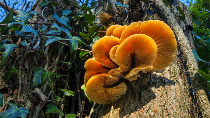 Velvet shank growing on tree