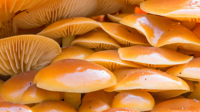 Multiple velvet shanks showing caps and gills