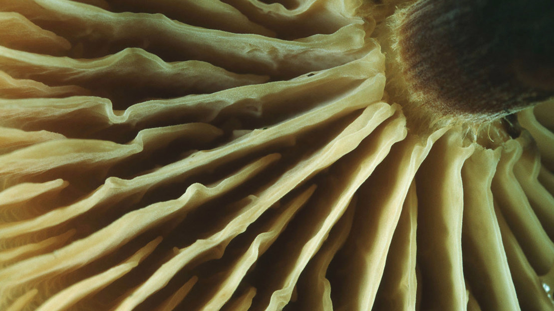 Velvet shank macro close up of gills