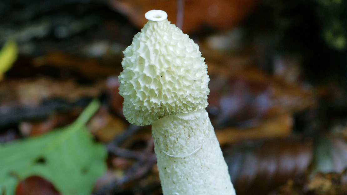 Stinkhorn fungus