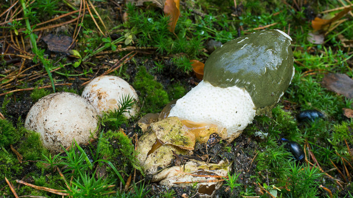 Stinkhorn mushrooms on mossy ground