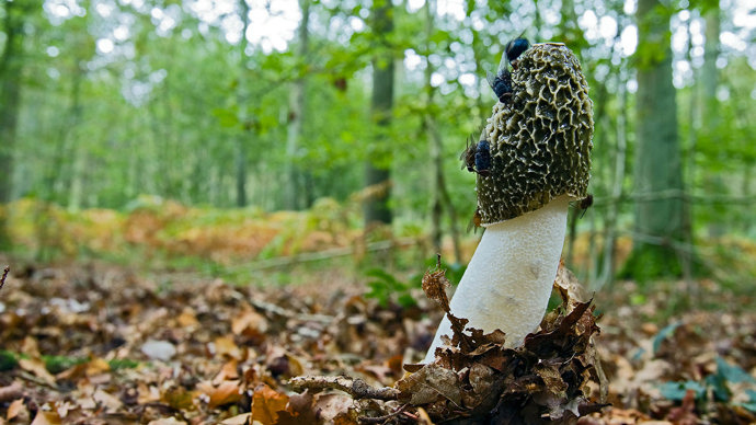 Stinkhorn with flies in woodland