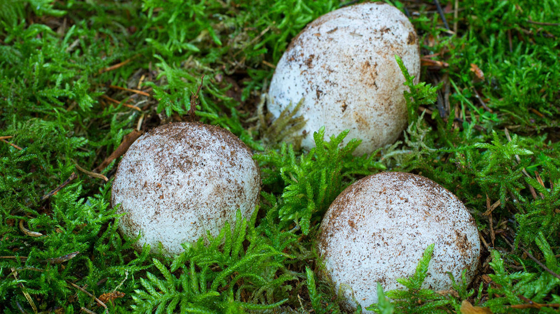 Stinkhorn from above