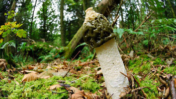 Stinkhorn fungi in wood