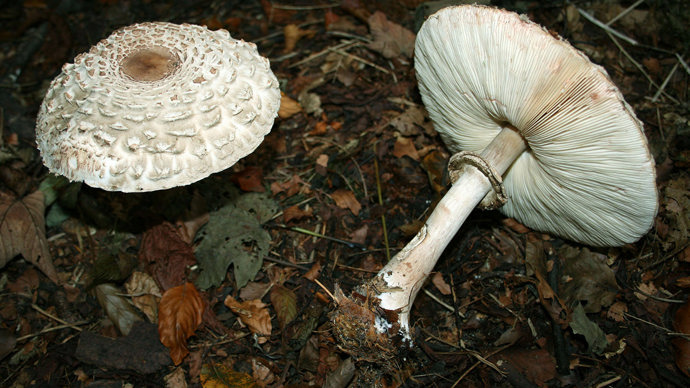 Two shaggy parasol mushrooms with one showing its cap