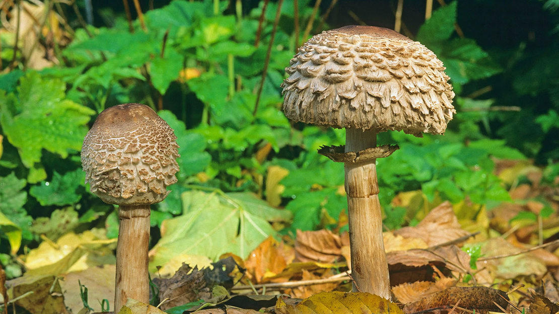 Two shaggy parasol fungi