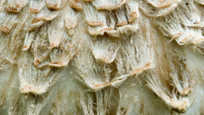 Shaggy parasol close-up with the texture of the cap