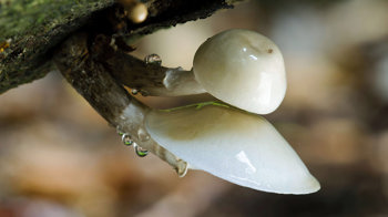 Porcelain fungus close-up Porcelain fungus close-up