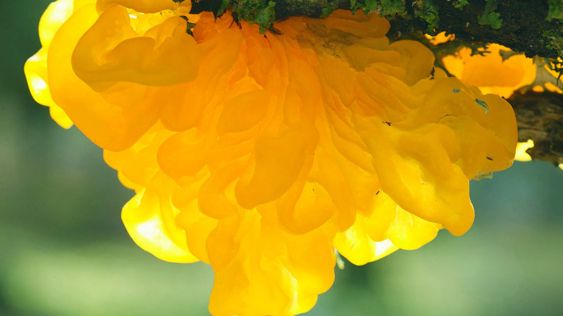 Yellow brain fungus