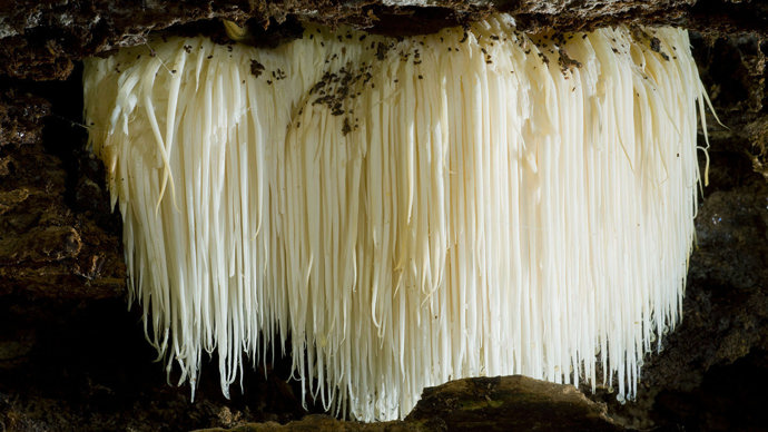 Bearded tooth fungus