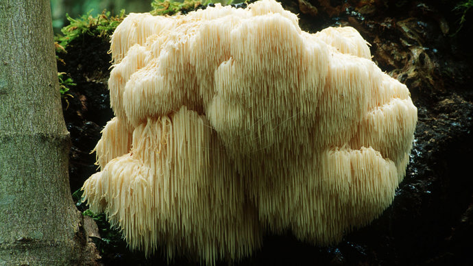 Bearded tooth fungus