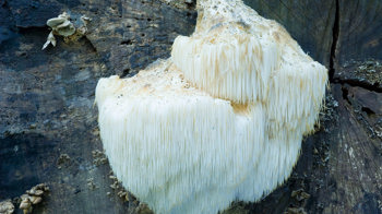 Bearded tooth Bearded tooth